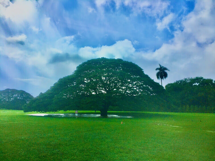日立の木